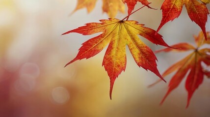 Autumn leaves on a tree with a softly blurred background, showcasing vibrant fall colors.