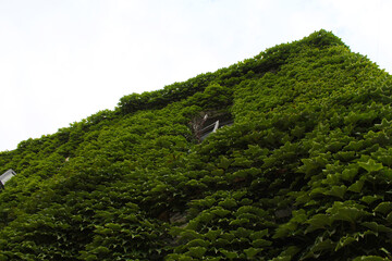 green fresh grape leaves covered the building, isolated building with windows and green leaves