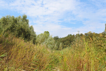 natural background of field grass,green fresh grass and dry grass in the field and trees in the background 