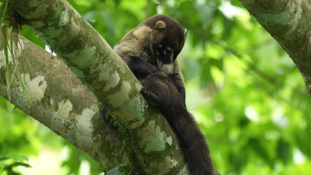 Coati - licking fur coat. Costa Rica wildlife. Coati in treehabitat. White-nosed Coati, Nasua narica, in the nature habitat. Animal from tropical forest. Wildlife scene from the nature, cute animal.