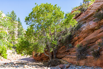 Hiking along the dry Pine Creek at Zion National Park.