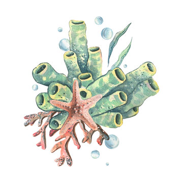 recommend clip art: Starfish, coral, sea sponge, algae and bubbles. Hand drawn watercolor illustration on the theme of sea animals and the underwater world. Composition isolated from the background.