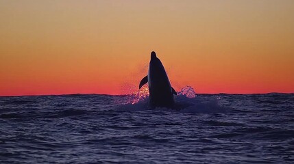 Fototapeta premium A great white shark jumping out of the water at sunset, mouth open