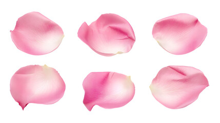 Pink rose petals isolated on a white background