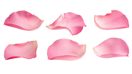 Pink rose petals isolated on a white background