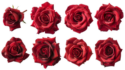 Red rose set isolated on white background
