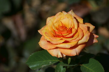 orange rose 
