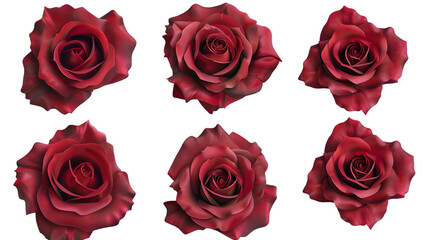 Red rose set isolated on white background