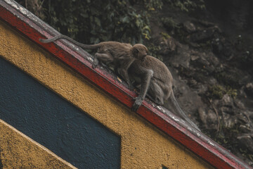 two monkeys close up creating an abstract shape