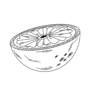 recommend clip art: Half of juicy orange or grapefruit in peel, outline illustration doodle fruit