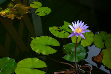 Blooming White and Purple Thai Lotus