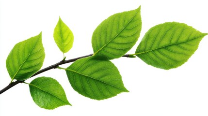 A branch with five vibrant green leaves, showcasing the beauty of nature's delicate details. The leaves are isolated on a clean white background, emphasizing their freshness and growth.  They symboliz