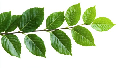 Naklejka premium A horizontal branch with vibrant green leaves, isolated on a clean white background. This image symbolizes nature, growth, life, freshness, and renewal.