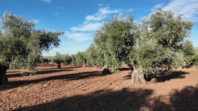 Paneo de c&aacute;mara por un paisaje de campo de olivas verdes llenos de aceitunas en suelo de tierra reci&eacute;n arado con huellas de tractor en un dia claro con cielo azul y nubes