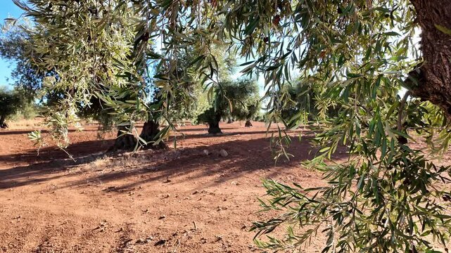 Hojas de olivo moviendose en primer plano en paisaje de campo de olivas verdes llenos de aceitunas en suelo de tierra reci&eacute;n arado con huellas de tractor en un dia claro con cielo azu