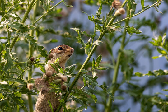 13 lined ground squirrel 