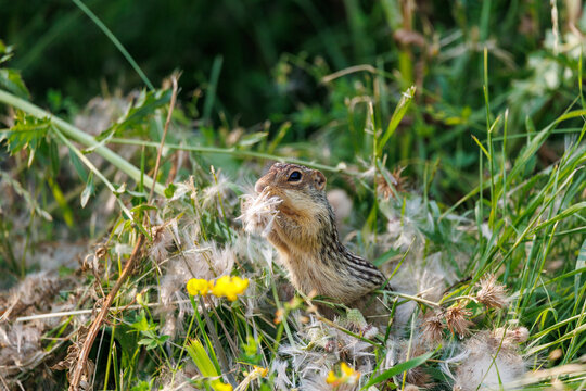 13 lined ground squirrel 