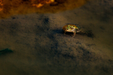 Frog floating in the water