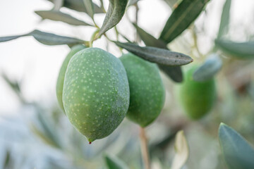 Two unripe olive berries on olive tree. Blurred nature at the background.