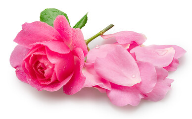 Obraz premium Opened pink rose or Bulgarian rose covered with water drops and some petals near it on pink background. File contains clipping path.