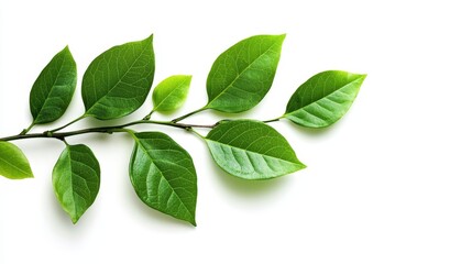 Fototapeta premium A single branch with lush green leaves, symbolizing growth, new beginnings, nature, vitality, and life.