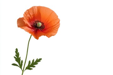 Obraz premium A single red poppy flower with delicate petals blooms against a white background, symbolizing hope, remembrance, beauty, fragility, and the cycle of life.