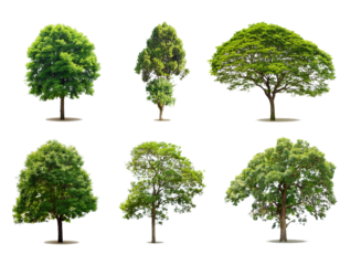Set aus Baumgruppen, isoliert auf weißen Hintergrund, Freisteller, Transparent 