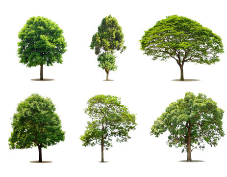 Set aus Baumgruppen, isoliert auf wei&szlig;en Hintergrund, Freisteller, Transparent 