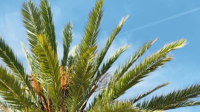 Palm tree with dates growing.
