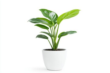 A vibrant green potted plant with lush leaves, symbolizing life, growth, freshness, and nature's beauty. It's an excellent choice for adding a touch of greenery to any home or office space.