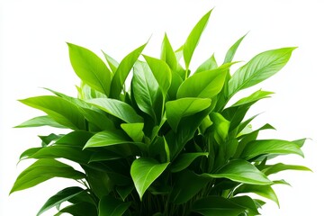 Fototapeta premium A vibrant green plant with layered leaves, symbolizing growth, vitality, and nature's beauty. Ideal for adding a touch of freshness and tranquility to any indoor space.