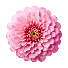 Pink zinnia flower isolated on transparent and white background