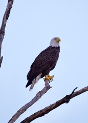 bald eagle
