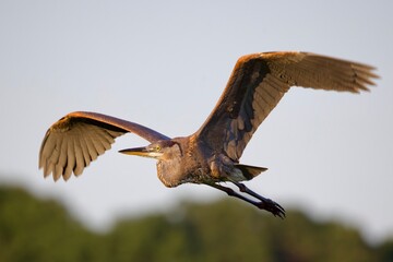 great blue heron
