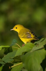 yellow warbler