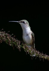 hummingbird on flower