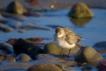 semipalmated sandpiper
