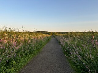 path in the field