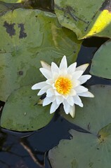 white water lily