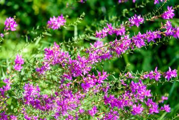 Obraz premium Lythrum salicifolium or Weeping grass on a sunny day against the background of green grass.