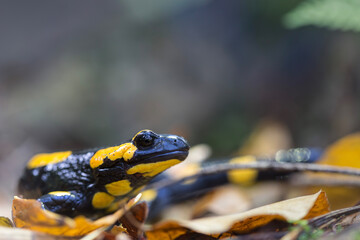Salamandra