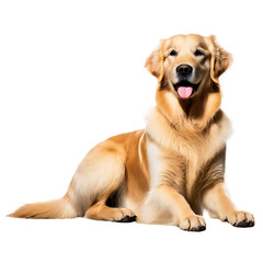 Obraz premium golden retriever dog on a transparent background