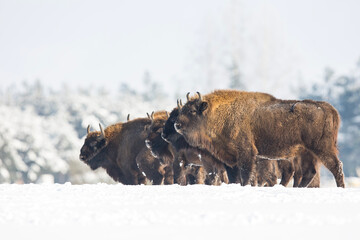 Żubr europejski zimą © Michal Przystas
