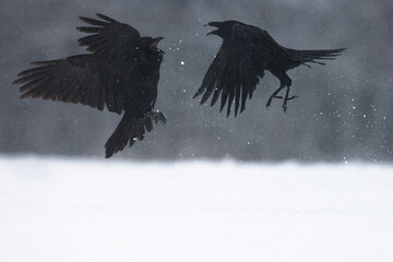 Kruk © Michal Przystas