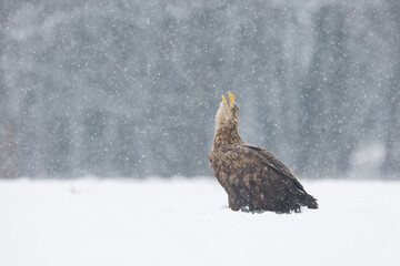 Bielik, orzeł bielik © Michal Przystas
