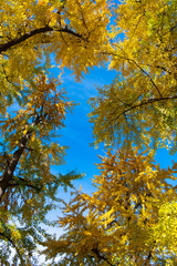 Tree top in autumn. Tree in the fall forest. Beauty of nature. Autumn background landscape. Yellow color foliage in fall forest. Autumn nature scene. Forest tree top. Vibrant foliage