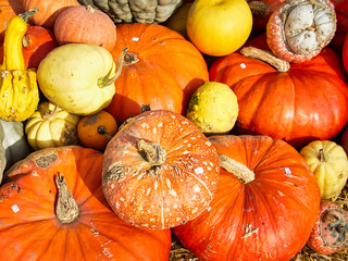 Herbstzeit ist Kürbiszeit: Bunte Kürbisse in Orange und Gelb als perfekte Herbstdekoration und...