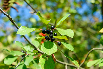 Ripe berries of brittle buckthorn against the background of green leaves and blue sky.