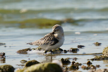 The sandpiper searches for food on the coast against the backdrop of beautiful waves. The sanderling (Calidris alba) is a small wading bird.
