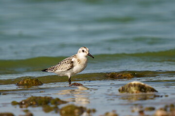 The sandpiper searches for food on the coast against the backdrop of beautiful waves. The sanderling (Calidris alba) is a small wading bird.